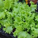 Lactuca sativa Leaf