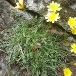 Hypochaeris robertia Hábito