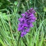 Dactylorhiza majalis ফুল