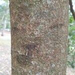 Swietenia macrophylla Bark