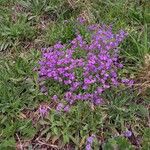 Aubrieta deltoidea Hábito