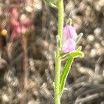 Misopates orontium 花