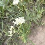 Asclepias verticillata 花