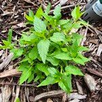 Scutellaria lateriflora Leaf