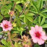 Potentilla nepalensis Flower