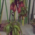 Nepenthes spp. Flower