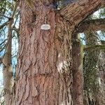 Taxus brevifolia Bark