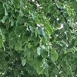 Tilia americana Leaf