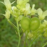 Biscutella laevigata Fruit