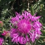 Centaurea uniflora Blüte