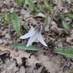 Erythronium albidum Цветок