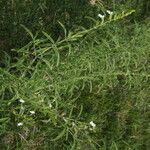 Salvia reflexa Costuma