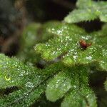 Hymenophyllum splendidum Liść