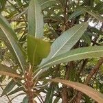 Breonadia salicina Leaf