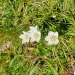 Parnassia palustrisCvet