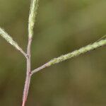 Dichanthium aristatum Fruchs