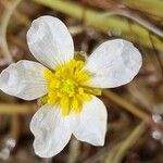 Ranunculus fluitansফুল