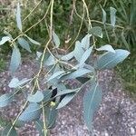 Eucalyptus dalrympleana Levél