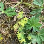 Alchemilla monticolaFlower