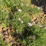 Phlox longifolia Vekstform