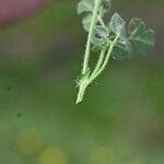 Medicago truncatula Blatt