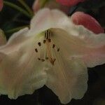 Rhododendron souliei Flower