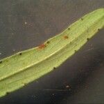 Hypericum linariifolium Leaf