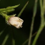 Sida linifolia Floare