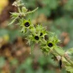 Stachys sylvatica Frugt