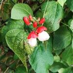 Phaseolus coccineus Leaf