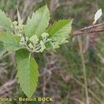 Karpatiosorbus remensis Altro