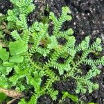 Selaginella kraussiana Blatt