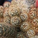 Mammillaria elongata Лист