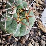 Gymnocalycium oenanthemum Blad