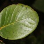 Eugenia kanakana Leaf