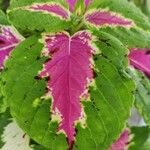 Coleus decurrens Feuille