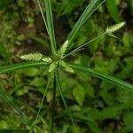 Cyperus simplex Corteza