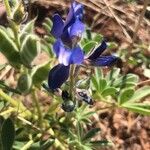 Lupinus texensis Flower