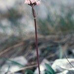 Valeriana tuberosa Elinympäristö