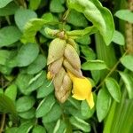Gmelina philippensis Floare