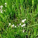 Eriophorum latifolium Habitus