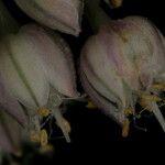 Allium atroviolaceum x Allium polyanthum Fleur