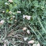 Silene uniflora عادت داشتن