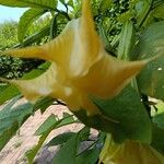 Brugmansia × candida Floro