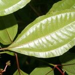 Miconia lateriflora Leaf