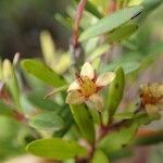 Cloezia aquarum Flower