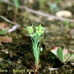 Euphorbia exigua Otro