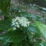 Viburnum nudumBlüte