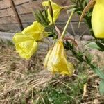Oenothera x fallax Flower