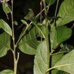 Petiveria alliacea Leaf